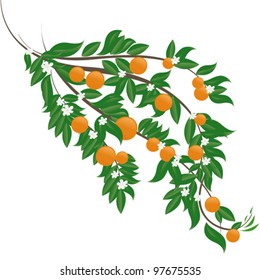 Branch orange tree in vector