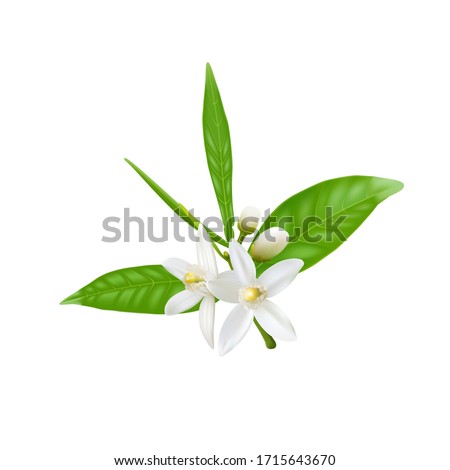 Branch of orange tree with white fragrant flowers, buds and leaves vector illustration. Neroli blossom. Azahar parfum flowering.