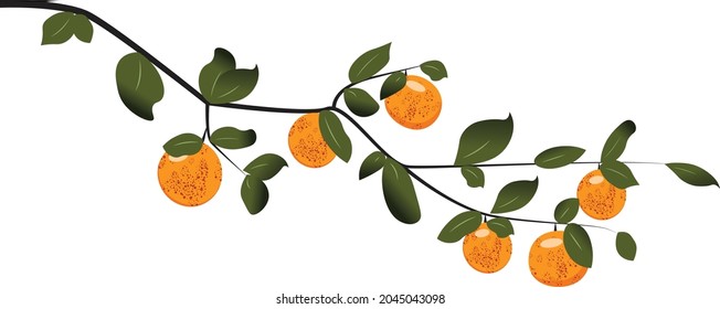 branch with oranges and castings. oranges growing on a branch