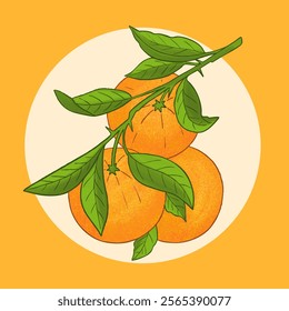 Branch with oranges fruits and leaves.  Tropical juicy citrus fresh fruit.