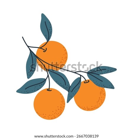 Branch with oranges, ideal for food packaging, citrus logos, or fresh design elements.
