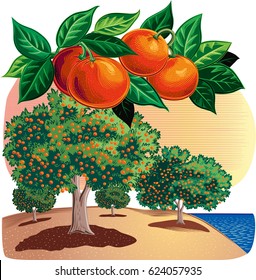 Branch with oranges in a landscape with citrus grove near the sea.
