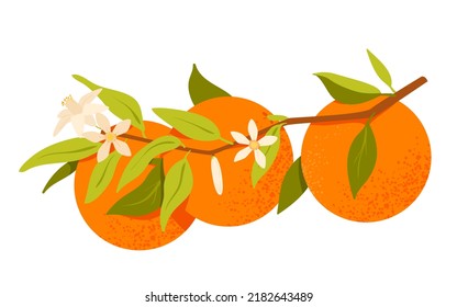 Branch of oranges with leaves. Blooming orange tree, exotic fruits vector illustration