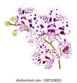Branch orchids with dots purple and  white flowers  Phalaenopsis tropical plant on a white background  vintage vector botanical illustration for design hand draw 