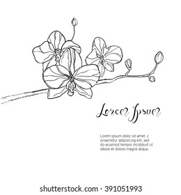 The branch of orchids flower on White Background. The hand drawn ink sketch. Vector Background with place for your text. Vector illustration.