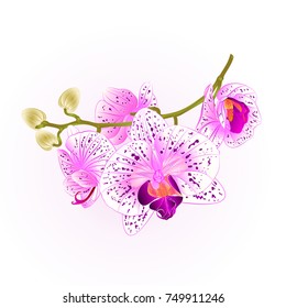 Branch orchids flowers purple and white Phalaenopsis tropical plant stem and buds vintage vector botanical illustration for design hand draw