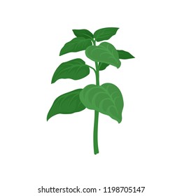 Branch of oregano with green leaves. Aromatic plant. Fresh culinary herb. Natural product. Flat vector icon