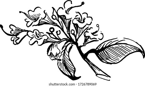 branch of oreganum comon. ink hand drawn sketch. vector illustration. black and white