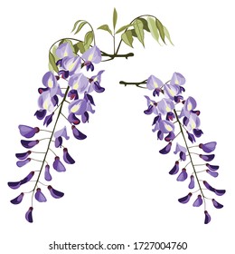 Branch of outline Wisteria flower in pastel purple, bud and green leaf isolated on white background. Blossoming ornamental plant Wisteria.