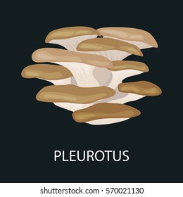 Branch of oyster mushroom, Pleurotus ostreatus, Wild Foraged , Vector isolated edible natural mushrooms in nature set, organic vegetable food collection