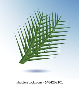 A branch of a palm tree, in the background, isolated