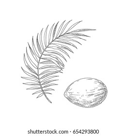 Branch of a palm tree and a nut. Vector sketch objects isolated on white background.