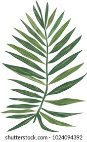 The branch of palm trees on a white background. Vector image. For scrapbooking, fashion, illustration, decoration.