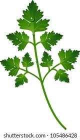 Branch of parsley