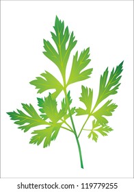 Branch of parsley
