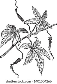 The branch of a Passion Flower. Plants in cultivation are grown up wires with a branching at the top that allows 3 or 4 horizontal stems to be trained for maximum growing surface, vintage line drawing