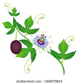 A branch of passion fruit with flower and fruit.