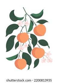 branch with peach fruits, leaves and flowers on light background