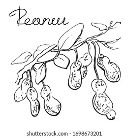 Branch peanut. Linear graphic sketch,  hand drawn