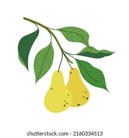 Branch of pear tree. Flat vector contour illustration.