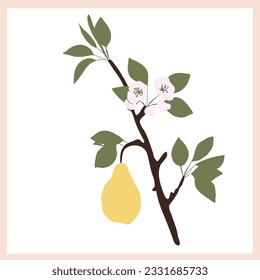 Branch of pear tree. Flat vector contour illustration. juicy pear on a branch Abstract fruit vector illustration. refreshing taste, high in vitamins, yellow fruit. decorative interior pot trees.