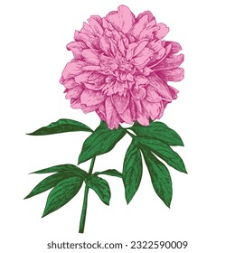 A branch of a peony with a blooming flower and leaves. Linear vintage graphics in the style of engraving. Illustration for wall drawings, invitations, wrapping paper, textiles.