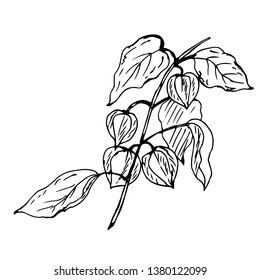 Branch of physalis. Hand drawn vector illustration.