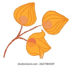 Ramificação com fisalis sobre um fundo branco. Bagas de filassis