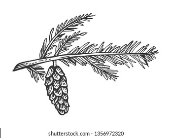 Branch of pine with cone engraving vector illustration. Scratch board style imitation. Hand drawn image.