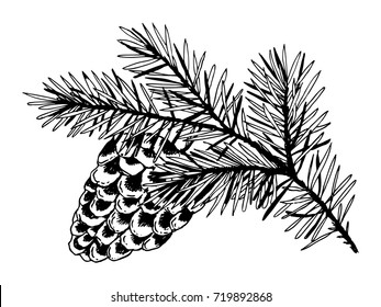 Branch of pine with cone engraving vector illustration. Scratch board style imitation. Hand drawn image.