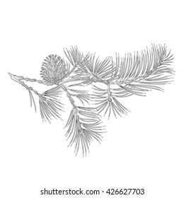 Branch Pine and pine cone as vintage engraving natural background vector illustration