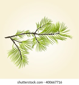 Branch Pine conifer natural background vector illustration