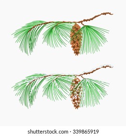 Branch pine Eastern White pine  Christmas tree and snow vector illustration
