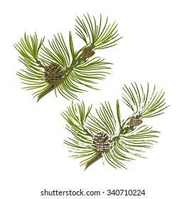 Branch Pine tree with pine cones with snow vector illustration