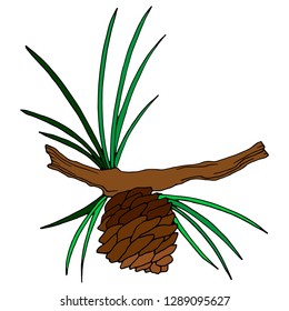 branch of a pine tree, a fir tree with a cone, an isolate on a white background