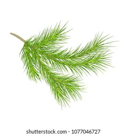 Branch pine tree isolated on a white background . botanical vector illustration.  editable .Christmas.  Eps 10.