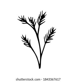 Rama de la ilustración del vector del pino. Planta de Navidad dibujada a mano. Ilustración de material vectorial. Imágenes prediseñadas con fondo blanco.