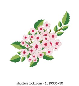 branch of pink blooming cherry
