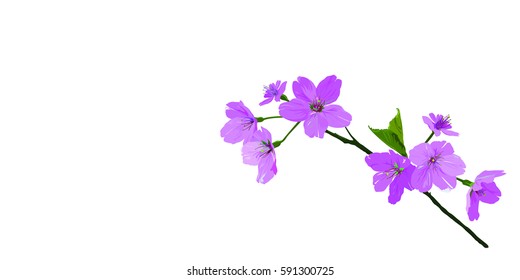 Branch of pink blooming sakura, cherry blossom, with white background / flower vector