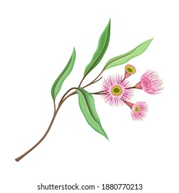 Branch with Pink Bud of Eucalyptus Flower with Fluffy Stamens Vector Illustration