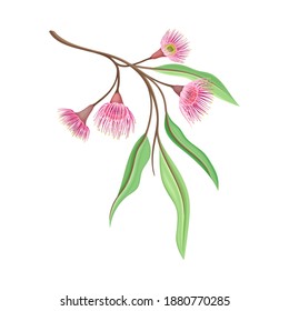 Branch with Pink Bud of Eucalyptus Flower with Fluffy Stamens Vector Illustration