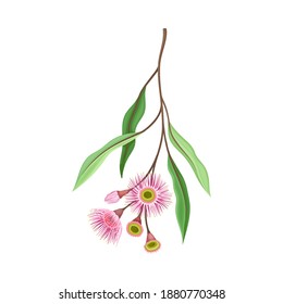 Branch with Pink Bud of Eucalyptus Flower with Fluffy Stamens Vector Illustration