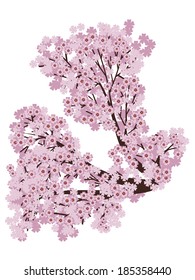 Branch of pink cherry blossom, sakura in bloom on white background.