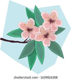 
Branch with pink cherry flowers. Vector illustration.