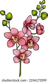 branch with pink orchid flowers, Vector color blooming orchid branch isolated on white background
