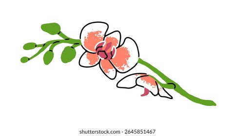Ramo de orquídea rosa com folhas verdes. Galho elegante da flor de Phalaenopsis. Planta de florescência tropical. Flora exótica florescente. Mão plana desenhada isolada ilustração vetor no fundo branco