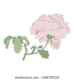 Branch of pink rose. Isolated vector illustration. Vintage style.