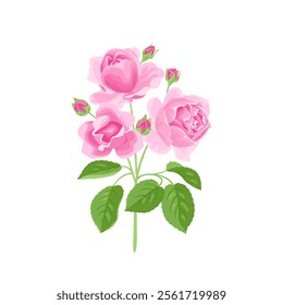 branch of pink roses isolated on white background. Vector floral cartoon illustration