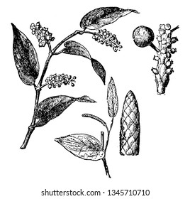 Branch of Piper Cubeba Plant fruit. The stalked berries are a little bit larger than pepper corns, has a furrowed surface. Most berries are hollow, vintage line drawing or engraving illustration.