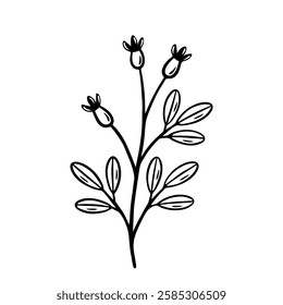 Branch of a plant with berries and leaves. Rosehip with fruits. Hand drawn sketch icon of twig. Vector illustration isolated on white background.